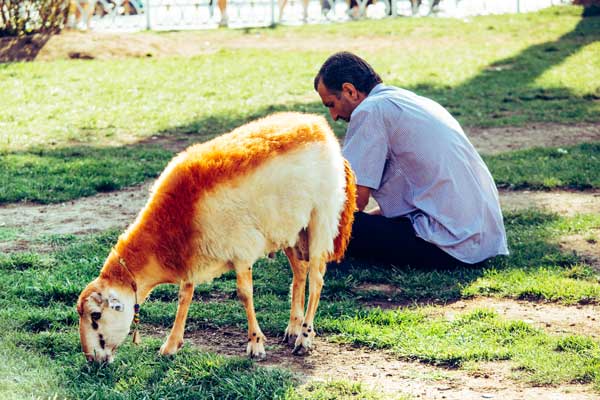 Rabbin İçin Namaz Kıl ve Kurban Kes