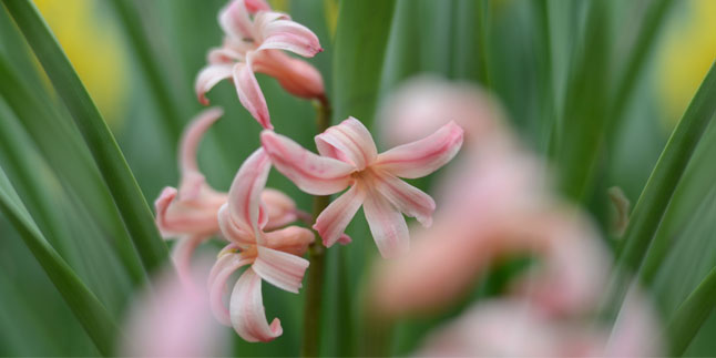 PARANTEZ / Ahlakların Efendisi Hayâ